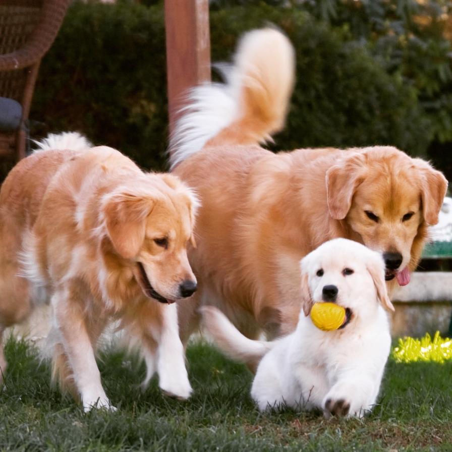 golden retriever dog breeders