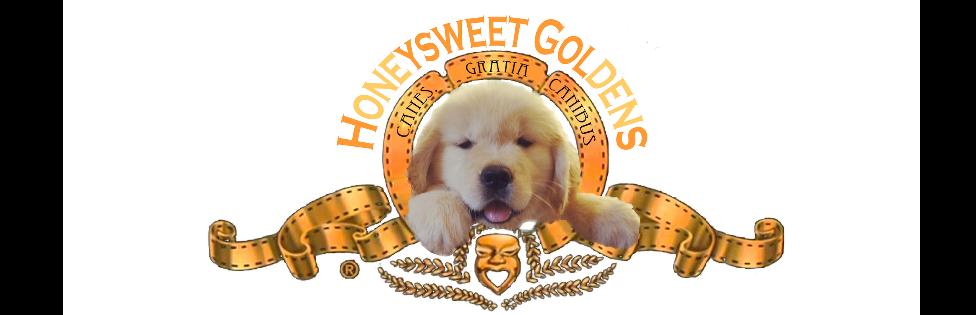 Honeysweet Goldens Golden Retriever Breeder Nj